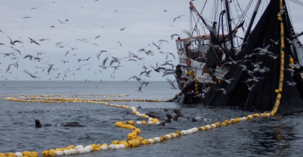 Oceana llama al gobierno a tomar medidas urgentes por crisis en pesquerías chilenas
