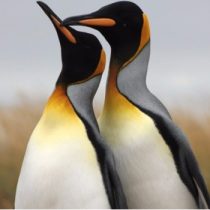 Pingüinos gays son trasladados a zoológico de Hamburgo