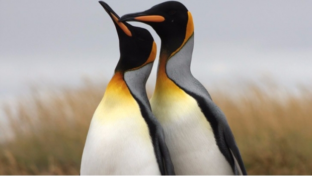 Pingüinos gays son trasladados a zoológico de Hamburgo Pingüinos gays son trasladados a zoológico de Hamburgo