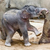 Nace el primer elefante concebido en cautiverio del zoológico  de Praga