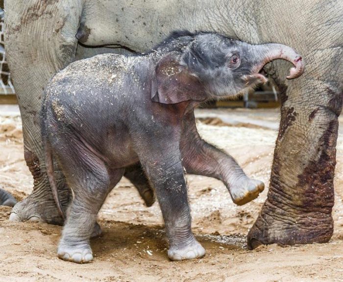 Nace el primer elefante concebido en cautiverio del zoológico de Praga Nace el primer elefante concebido en cautiverio del zoológico de Praga