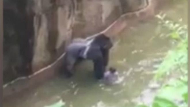 Polémica por el gorila que mataron porque un niño cayó en su recinto en el zoológico de Cincinnati, EE.UU. Polémica por el gorila que mataron porque un niño cayó en su recinto en el zoológico de Cincinnati, EE.UU.