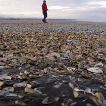 Fiscalía investigará vertimiento de 40 toneladas de salmones muertos al mar