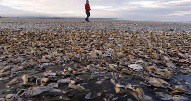 Fiscalía investigará vertimiento de 40 toneladas de salmones muertos al mar Fiscalía investigará vertimiento de 40 toneladas de salmones muertos al mar