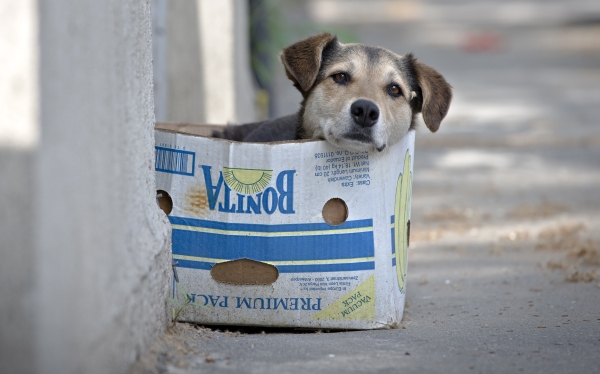 Presentarán proyecto para que animales sean considerados “seres sintientes” Presentarán proyecto para que animales sean considerados