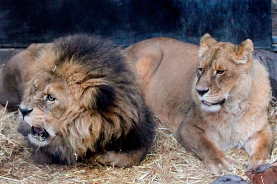 Franco a los leones: dos objeciones morales al protocolo del zoológico Franco a los leones: dos objeciones morales al protocolo del zoológico