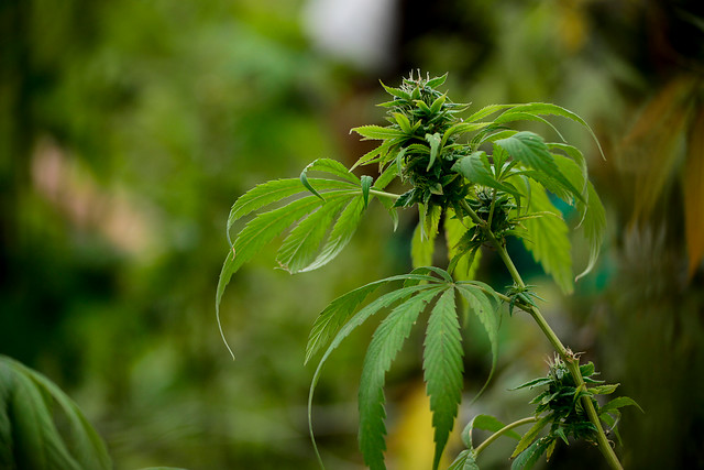 Corte Suprema acoge recurso de amparo a favor de persona que cultiva marihuana medicinal en Isla de Maipo Corte Suprema acoge recurso de amparo a favor de persona que cultiva marihuana medicinal en Isla de Maipo