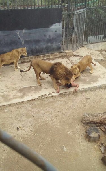 Sujeto grave tras ingresar a jaula de los leones en Zoológico Metropolitano