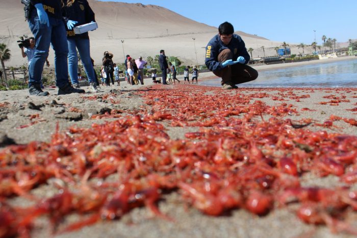 Preocupación en Arica por masiva varazón de langostinos y anchovetas en el borde costero Preocupación en Arica por masiva varazón de langostinos y anchovetas en el borde costero