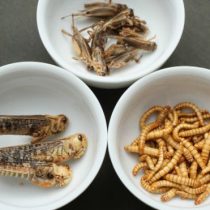 Por qué hay atletas que comen insectos para mejorar su rendimiento