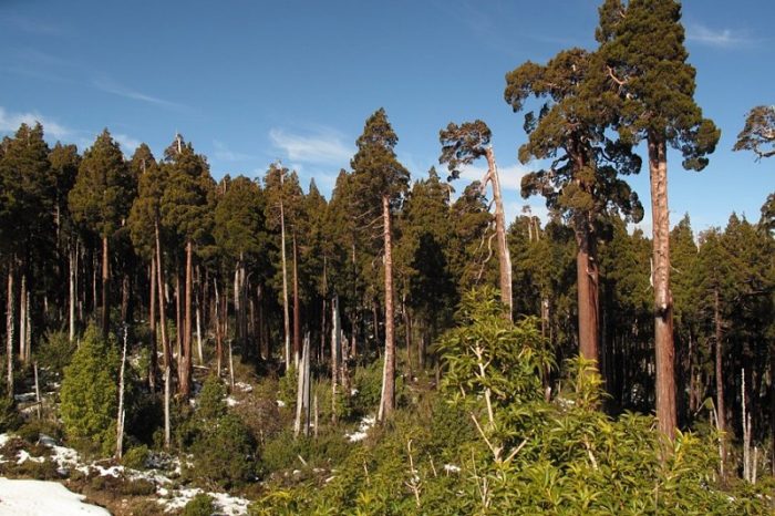 Chile se adjudica fondos por más de US$ 89 millones para el manejo y aumento del bosque nativo