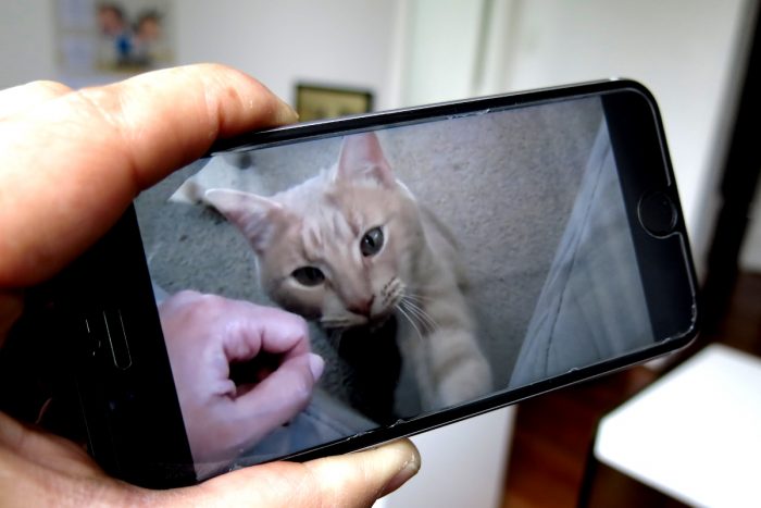 Las redes 5G no solamente transmitirán mejor los videos de gatos Las redes 5G no solamente transmitirán mejor los videos de gatos