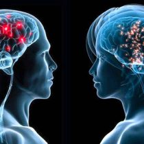 Cerebro por defecto es femenino y se vuelve masculino por acción de hormona secretada por los testículos