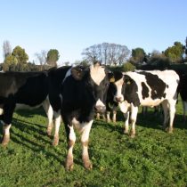 Crisis de los lecheros: hay que ser muuuy vaca
