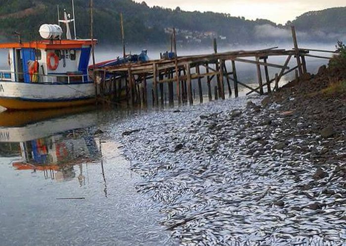Alcaldesa de Ancud interpone querella criminal: “Los vertidos no cumplen la normativa legal vigente” Alcaldesa de Ancud interpone querella criminal: