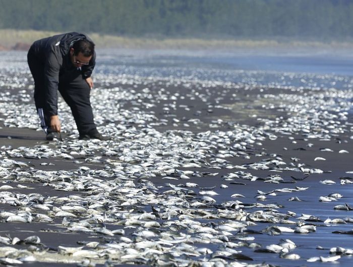 Crisis en Chiloé: presidente del Colegio de Biólogos Marinos atribuye catástrofe a que el calentamiento global “llegó para quedarse” Crisis en Chiloé: presidente del Colegio de Biólogos Marinos atribuye catástrofe a que el calentamiento global