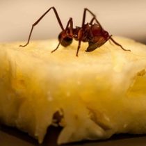 Menús con insectos: Un cambio en la gastronomía que vendrá por convicción u obligación