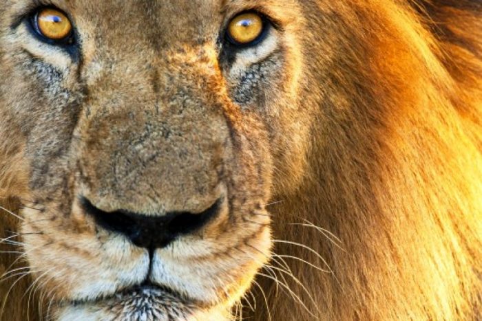 Encargada de bienestar animal del Zoológico: “Los que juzgan en Twitter no saben el dolor que provoca abatir a dos seres que amas” Encargada de bienestar animal del Zoológico: