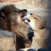 Con una ceremonia privada funcionarios del zoológico despiden a pareja de leones