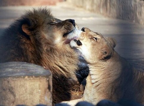 Con una ceremonia privada funcionarios del zoológico despiden a pareja de leones Con una ceremonia privada funcionarios del zoológico despiden a pareja de leones