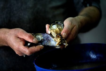 Los sabores del mar y la tierra se tomarán el parque Centenario de Arica Los sabores del mar y la tierra se tomarán el parque Centenario de Arica