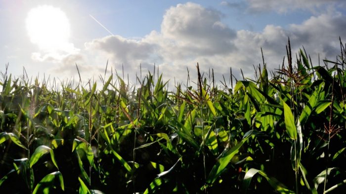 El “mal personificado”: Bayer y la cruz que supone Monsanto El