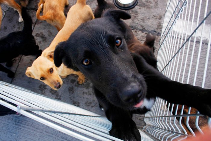 El cerebro de los perros puede distinguir entre idiomas según estudio El cerebro de los perros puede distinguir entre idiomas según estudio