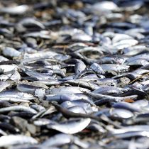 [VIDEO] Nueva varazón de sardinas en la Región de La Araucanía