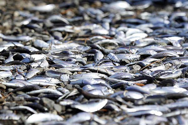 Surgencia costera y la masiva varazón de peces en el sur de Chile Surgencia costera y la masiva varazón de peces en el sur de Chile