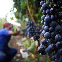 Agraz situación para los productores de uva en Chile: producción cayó 30% y pérdidas superan los US$220 millones