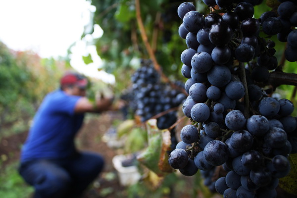 Agraz situación para los productores de uva en Chile: producción cayó 30% y pérdidas superan los US$220 millones Agraz situación para los productores de uva en Chile: producción cayó 30% y pérdidas superan los US$220 millones