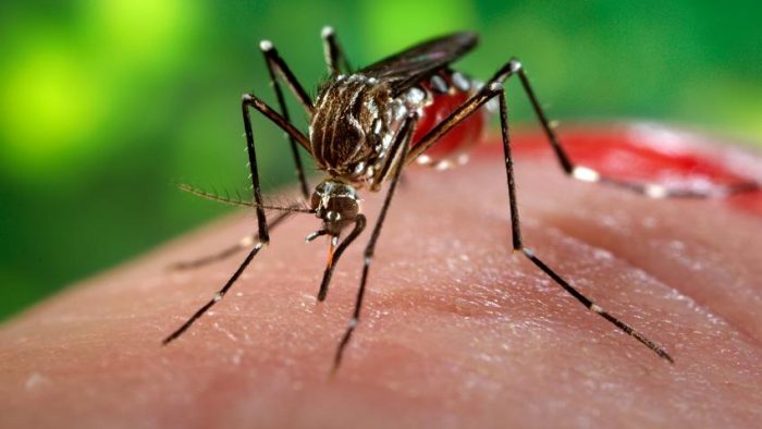 Confirman nuevo hallazgo de larva que transmite virus del Zika en Camarones Confirman nuevo hallazgo de larva que transmite virus del Zika en Camarones
