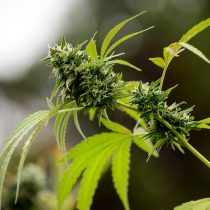 Uruguay afina detalles para iniciar en julio venta de  marihuana en 50 farmacias