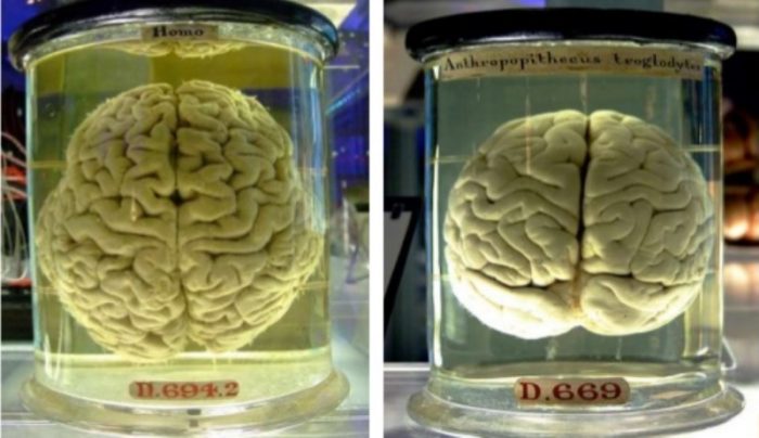 Plasticidad de nuestro cerebro al medio ambiente sería clave para entender la evolución humana Plasticidad de nuestro cerebro al medio ambiente sería clave para entender la evolución humana