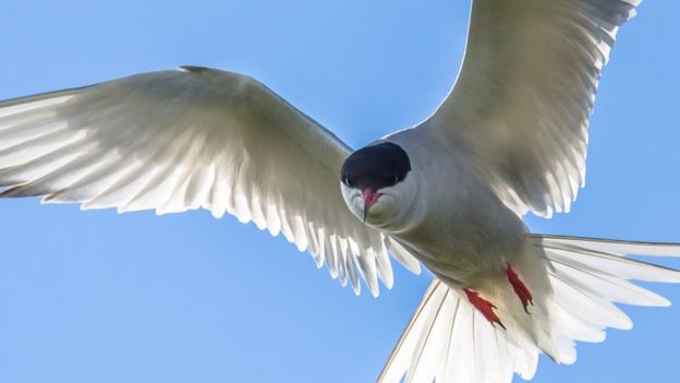 El extraordinario viaje del pájaro que voló el equivalente a más de dos vueltas a la Tierra El extraordinario viaje del pájaro que voló el equivalente a más de dos vueltas a la Tierra
