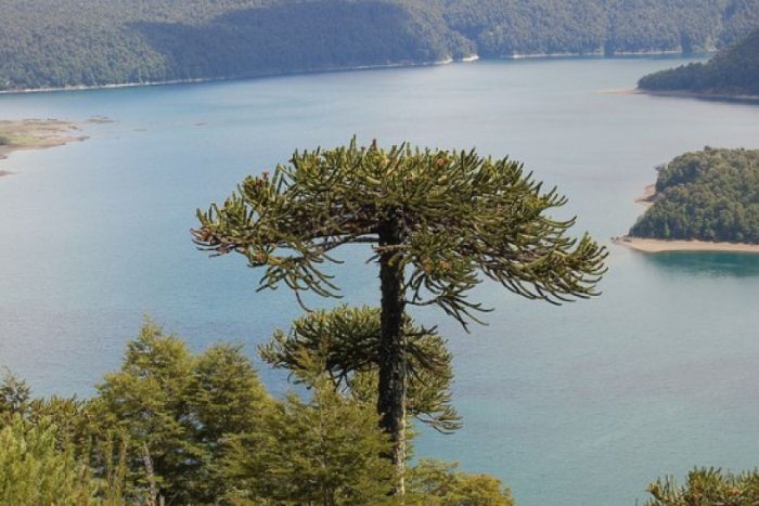 Nueva ley de conservación permite proteger «intangibles» que van desde el silencio de un paisaje hasta información biogenética Nueva ley de conservación permite proteger «intangibles» que van desde el silencio de un paisaje hasta información biogenética