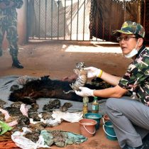 Descubren 40 cachorros de tigres muertos en polémico templo de Tailandia