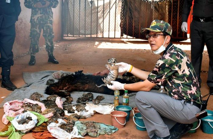 Descubren 40 cachorros de tigres muertos en polémico templo de Tailandia Descubren 40 cachorros de tigres muertos en polémico templo de Tailandia