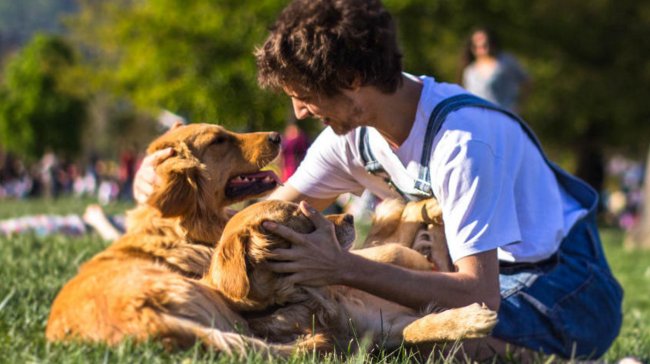 El “Uber” de las mascotas supera los 11 mil participantes en sólo dos meses El