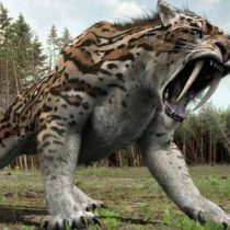 La acción humana: la causa de la muerte de animales gigantes en la Edad de Hielo en la Patagonia