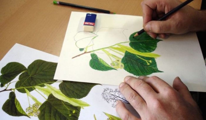 Curso de Ilustración Científica gratuito en sede San Fernando de UC del Maule, todos los martes de julio Curso de Ilustración Científica gratuito en sede San Fernando de UC del Maule, todos los martes de julio