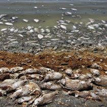 Academia de Ciencias reiteró su postura sobre informe que descartó vínculo entre vertimiento de salmones y marea roja