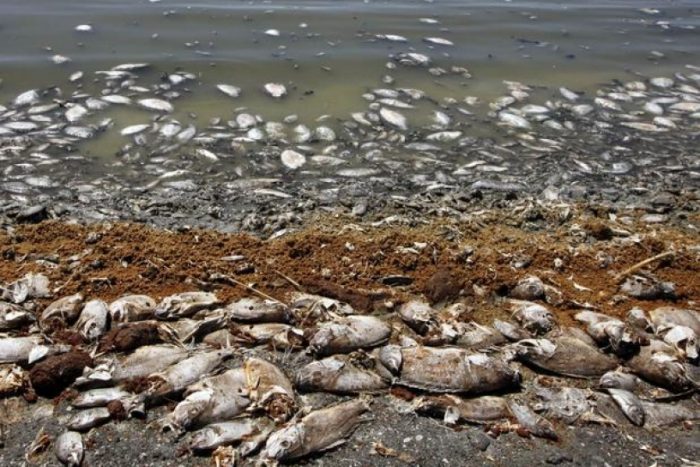 Academia de Ciencias reiteró su postura sobre informe que descartó vínculo entre vertimiento de salmones y marea roja