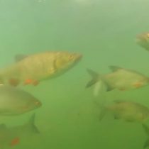 [VIDEO] Registro muestra la variedad de peces 