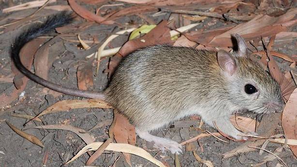 Desaparece la primera especie de mamífero a causa del cambio climático Desaparece la primera especie de mamífero a causa del cambio climático