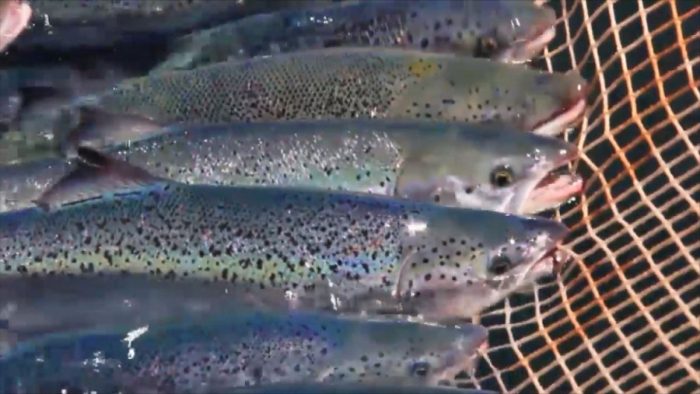 INDH presenta recurso de protección por barco hundido en Los Lagos con salmones descompuestos y petróleo INDH presenta recurso de protección por barco hundido en Los Lagos con salmones descompuestos y petróleo