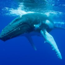 Los mejores lugares para ver ballenas en Chile