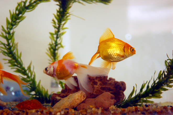 La Florida inaugura novedosa feria acuática para fortalecer “crianza” de peces La Florida inaugura novedosa feria acuática para fortalecer “crianza” de peces