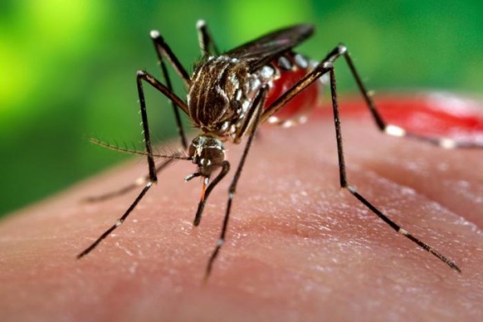 La batalla política que desató en EE.UU. la lucha contra el zika