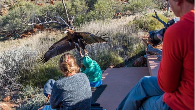 El impactante momento en el que un águila trata de llevarse a un niño en Australia El impactante momento en el que un águila trata de llevarse a un niño en Australia
